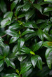 close up of a green leaves of confederate jessamine Chinese star jasmine or southern jasmine