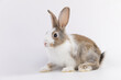 A healthy lovely white bunny easter rabbit posing, standing on white background. Cute fluffy rabbit on white background Lovely mammal with beautiful bright eyes in nature life. Easter animal concept.
