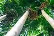 Betel nut and betel fruit on the tree