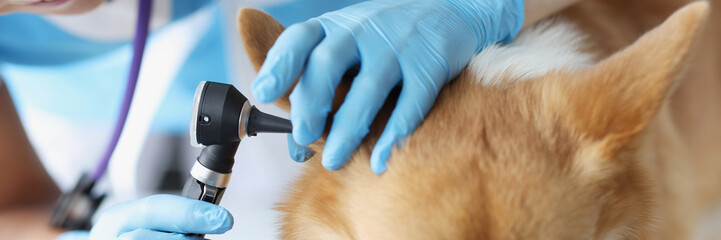 Wall Mural - Woman veterinarian looking dog ear with otoscope closeup