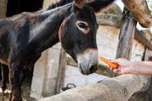 Cropped Photo Of A Person Feeding A Donkey With A Carrot Outdoors