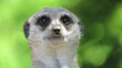 A closeup shot of the face of a meerkat against a blurry green background