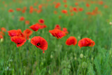 Fototapeta Krajobraz - red poppies bloom on a green field