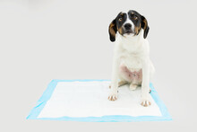 Puppy Dog  Sitting On A Pee Disposables Pad Training. Isolated On Gray Background