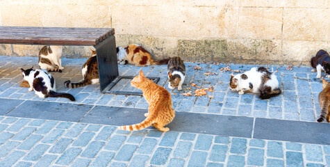 Street cats feed eat food