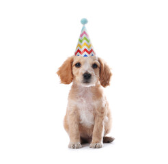 Wall Mural - Cute English Cocker Spaniel puppy with party hat on white background