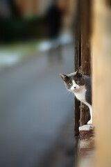 Wall Mural - Cat standing on a wall