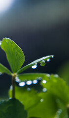 Wall Mural - A dew drop in the Green shamrock plants in wood in the winter morning. the sunlight makes The dew drops shine in the morning