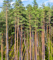 Aufkleber - Summer landscape. Aerial view. Beautiful coniferous forest. Coniferous forest in the sunlight. Slender trunks of  pine tree.