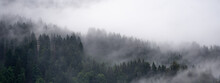 Amazing Mystical Rising Fog Forest Trees Firs Landscape In Black Forest ( Schwarzwald ) Germany Panorama Banner View - Dark Mood