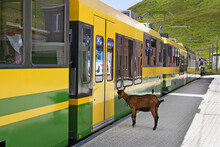 A Mountain Goat Trying To Get On A Train At The Station. Mountain Cog Railway Station - The Kleine Scheidegg (Little Scheidegg), Switzerland