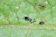 Colony of green potato aphids and  black bean aphids, Aphis fabae on potato leaf.