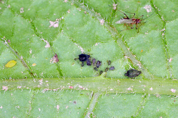 Poster - Colony of green potato aphids and  black bean aphids, Aphis fabae on potato leaf.