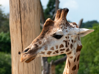 Poster - Headshot of Giraffe while feeding or looking.