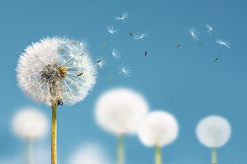 white dandelions with seeds flying away on a blue sky background.