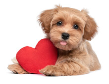 Cute Red Valentine Havanese Puppy