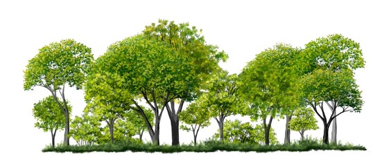 watercolor forest or tree side view isolated on white background for landscape plan and architecture