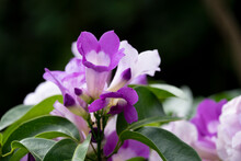 Fresh Purple Mansoa Alliacea Group Blooming And Buds Vine Flower Outdoor In Botanic Garden.