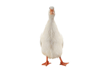 Poster - confident duck isolated on white background