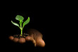 © vovan - Business growth concept, seedling in hand grows on the ground