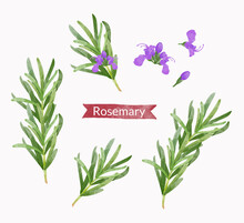 Rosemary Design Elements Set, Watercolour Style Vector Illustration.	