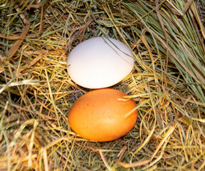 Two different chicken eggs in a hay nest