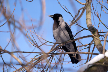 A large crow sits on tree branches in a winter forest against a blue sky close-up photo