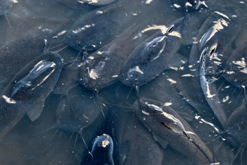 Wall Mural - Sharptooth Catfish, South Africa