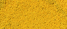 Close-up Surface Of Many Yellow Beads, Top View. Suitable For Backdrop. Banner