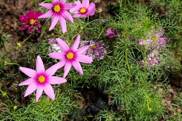 Wall Mural - fresh beauty mix violet purple cosmos flower yellow pollen blooming in natural botany garden with copy space.