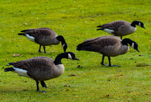 Gaggle Of Canadian Geese Feeding On Green Grass In British Columbia, Canada. 