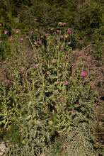 View Of Tall Thistles, Cirsium Vulgare Purple Flowers And Green Foliage, Blooming In The Field.