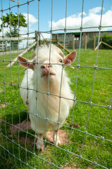 white goat on green meadow