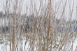 © Maria Tatic - Branches of bush with Snow and rime ice. Plants in the park are covered with hoar frost. Cold snowy weather. Cool frosting texture. High quality photo