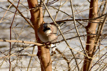 A Lone Jay Bird Sits On A Tree Branch.