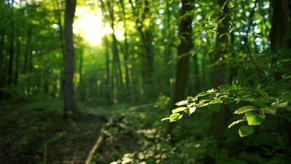 sunlight in the forest with tiny glowing insects flying against the sun