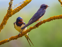 Two Red-rumped Swallow (Cecropis Daurica), Perching On A Branch, Green Background.