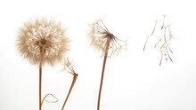 Dandelion Seeds Fly From A Flower On A Light Background. Botany And Bloom Growth Propagation.