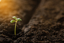 Green Sprout Growing From The Ground, New Or Start Up Concept. Shoots From Seeds In The Soil Against The Backdrop Of Sunrise