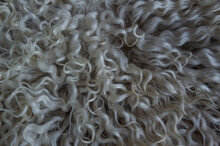A Fragment Of The Skin Of An Angora Goat With Long White Curls In Close-up.