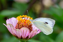 White Butterfly Sitting On A Pink Zinnia Flower On A Summer Sunny Day Macro Photography. A Cabbage Butterfly Collecting Pollen From A Purple Flower In The Summer, Close-up Photo.	