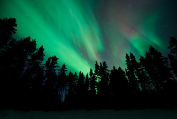 aurora borealis, northern lights, above boreal forest, snowy winter night, finland.