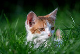 Fototapeta Mapy - cat on grass