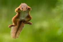 Red Squirrel Jumping, Leaping, Scotland