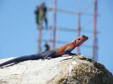 Lizard On A Rock