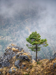 Wall Mural - alone green pine and big stone on the hill with fog behind it in nepal