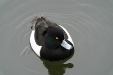 Tufted Duck In The Sea