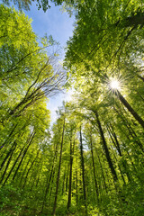 Wall Mural - a great view up into the trees direction sky