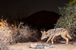 Coyote Portrait in Desert