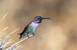 Hummingbird Perched On Thorn